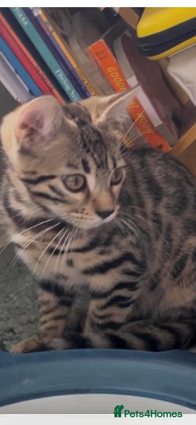Bengal cats Reduced!! Ready Now! Bengal/Ragdoll Cross  - Advert 8