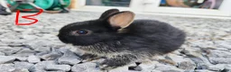 Netherland Dwarf rabbits for sale: Netherland dwarfs - Advert 11