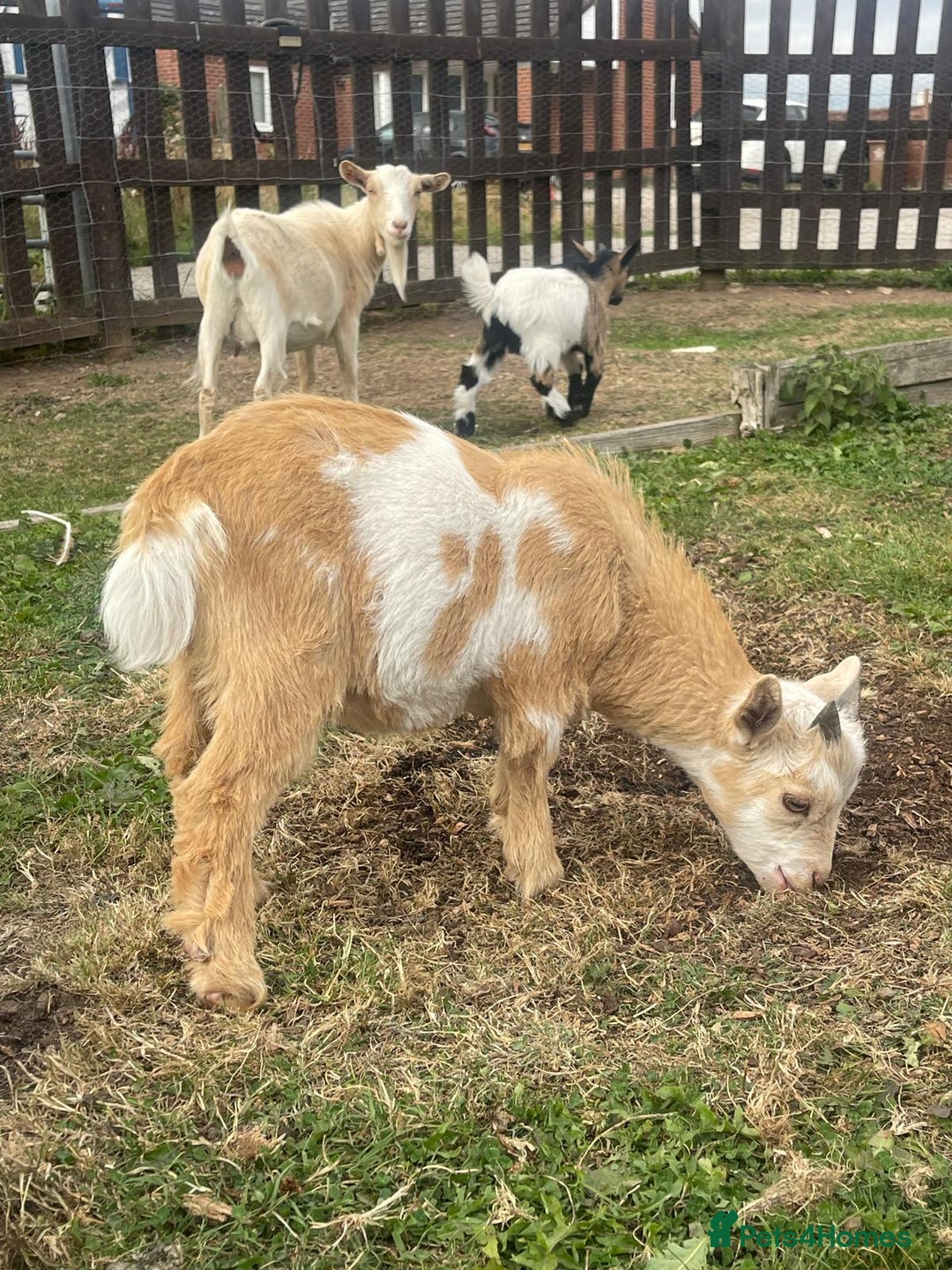Goats livestock for sale: Adorable Baby Pygmy Goats for sale  - Image 7