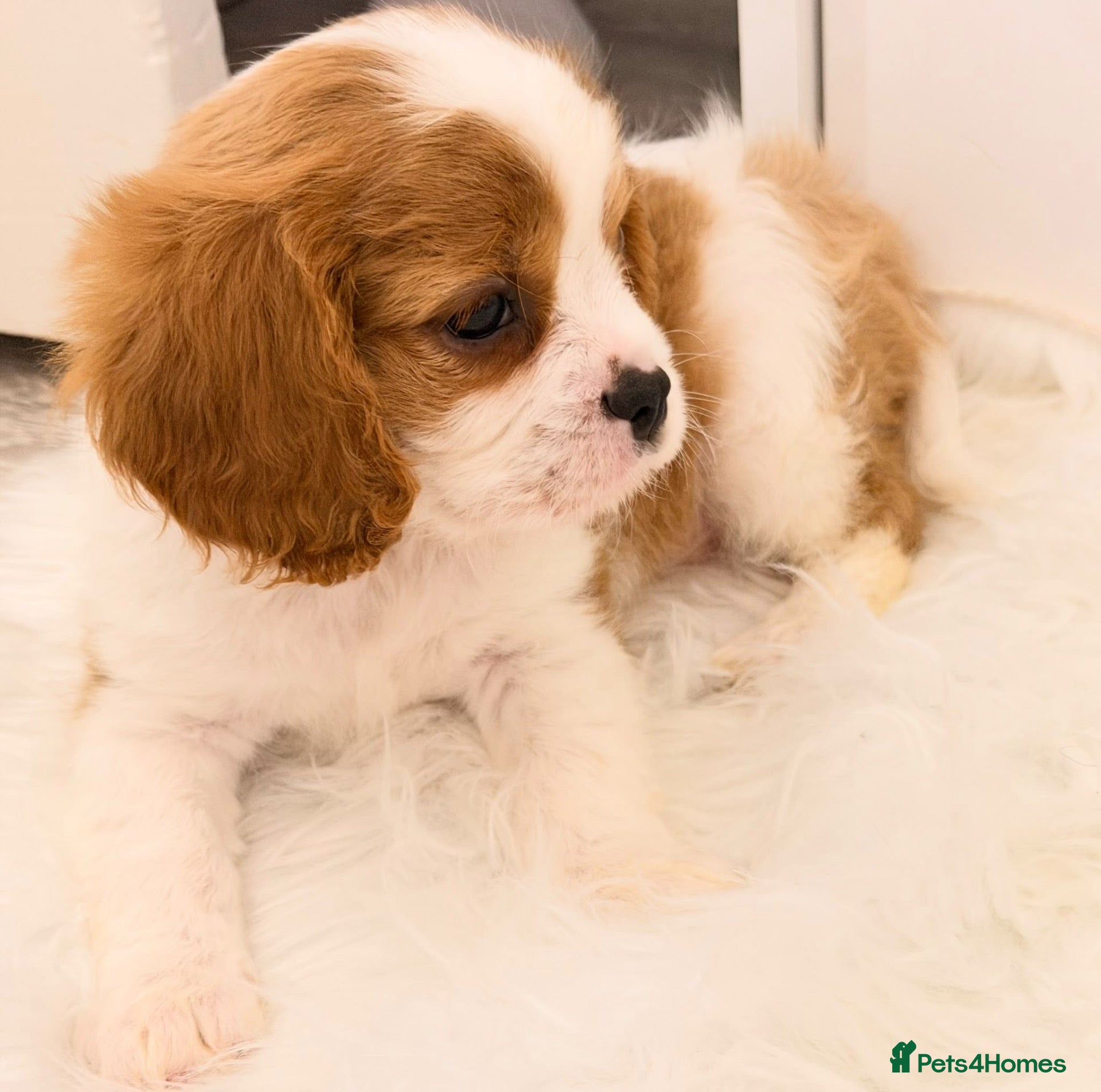 Cavalier King Charles Spaniel dogs for sale: 💙 Health Tested Cavalier Boys💙 - Advert 1