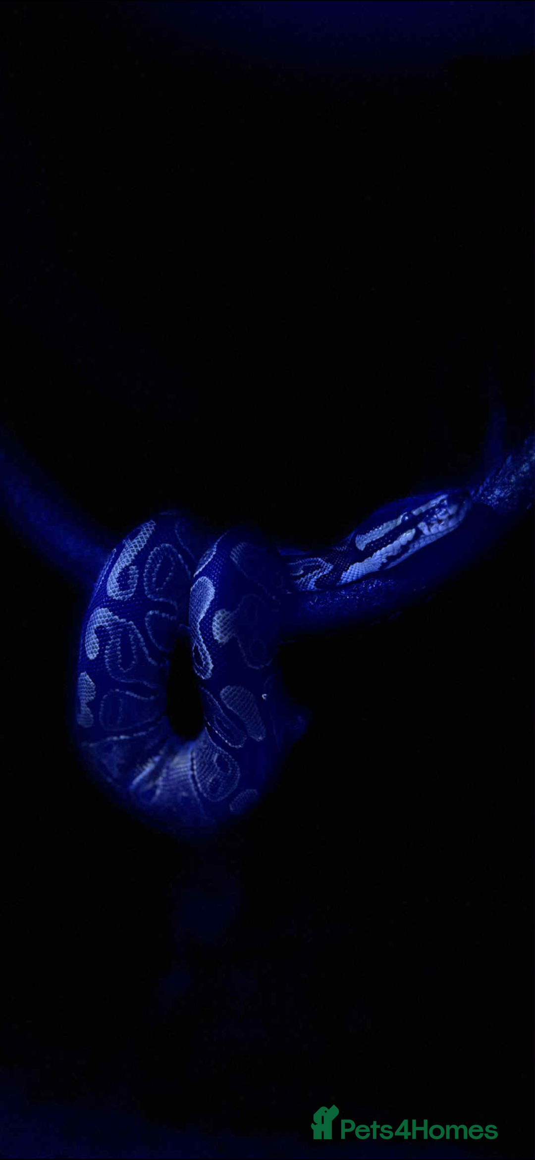 Python Snake reptiles for sale: Ball Python - Advert 3