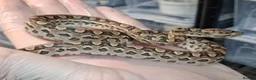 Boa Snake reptiles for sale: Argentina Rainbow Boa's Male & Females - Advert 5