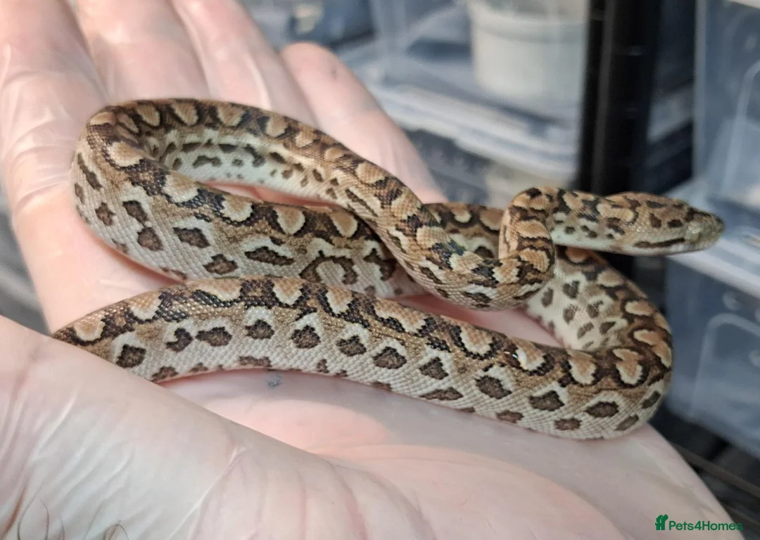 Boa Snake reptiles for sale: Argentina Rainbow Boa's Male & Females - Advert 5