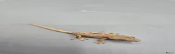 Gecko reptiles for sale: Partial pin/tri colour/lilly white Crested gecko  - Advert 5