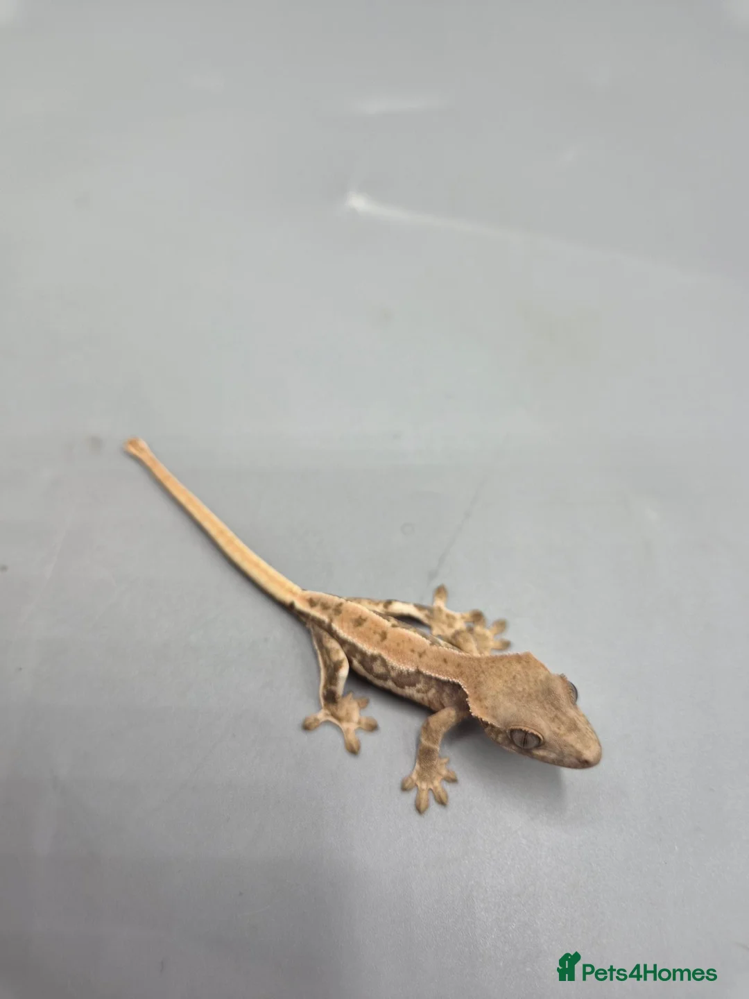 Gecko reptiles for sale: Partial pin/tri colour/lilly white Crested gecko  - Advert 5