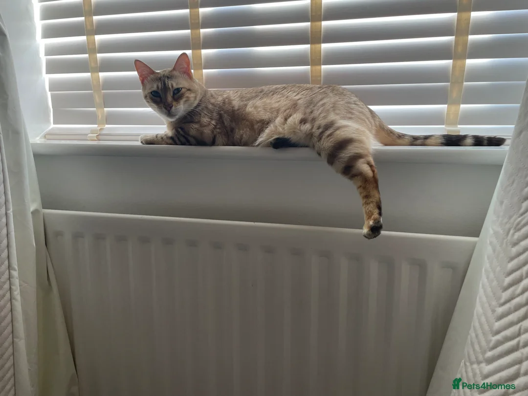Bengal cats for sale: Pedigree Snow Bengal Female  in Solihull - Advert 2