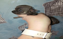 Chihuahua dogs for sale: 4 beautiful merle chihuahuas - Image 13
