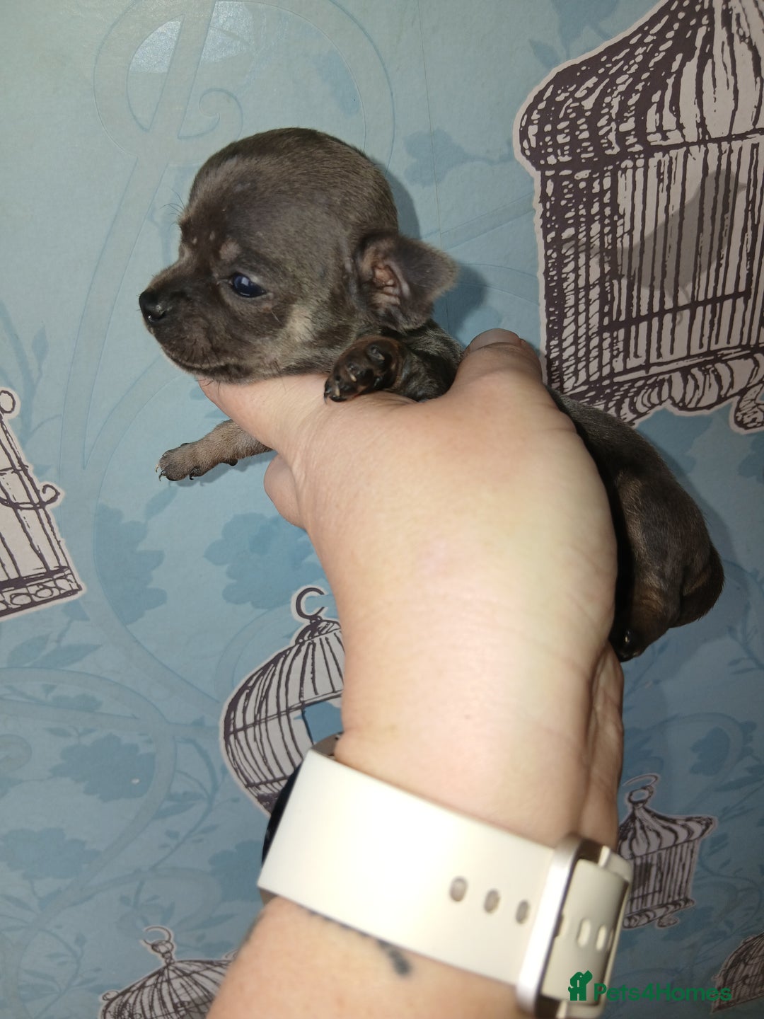 Chihuahua dogs for sale: 4 beautiful merle chihuahuas - Image 13