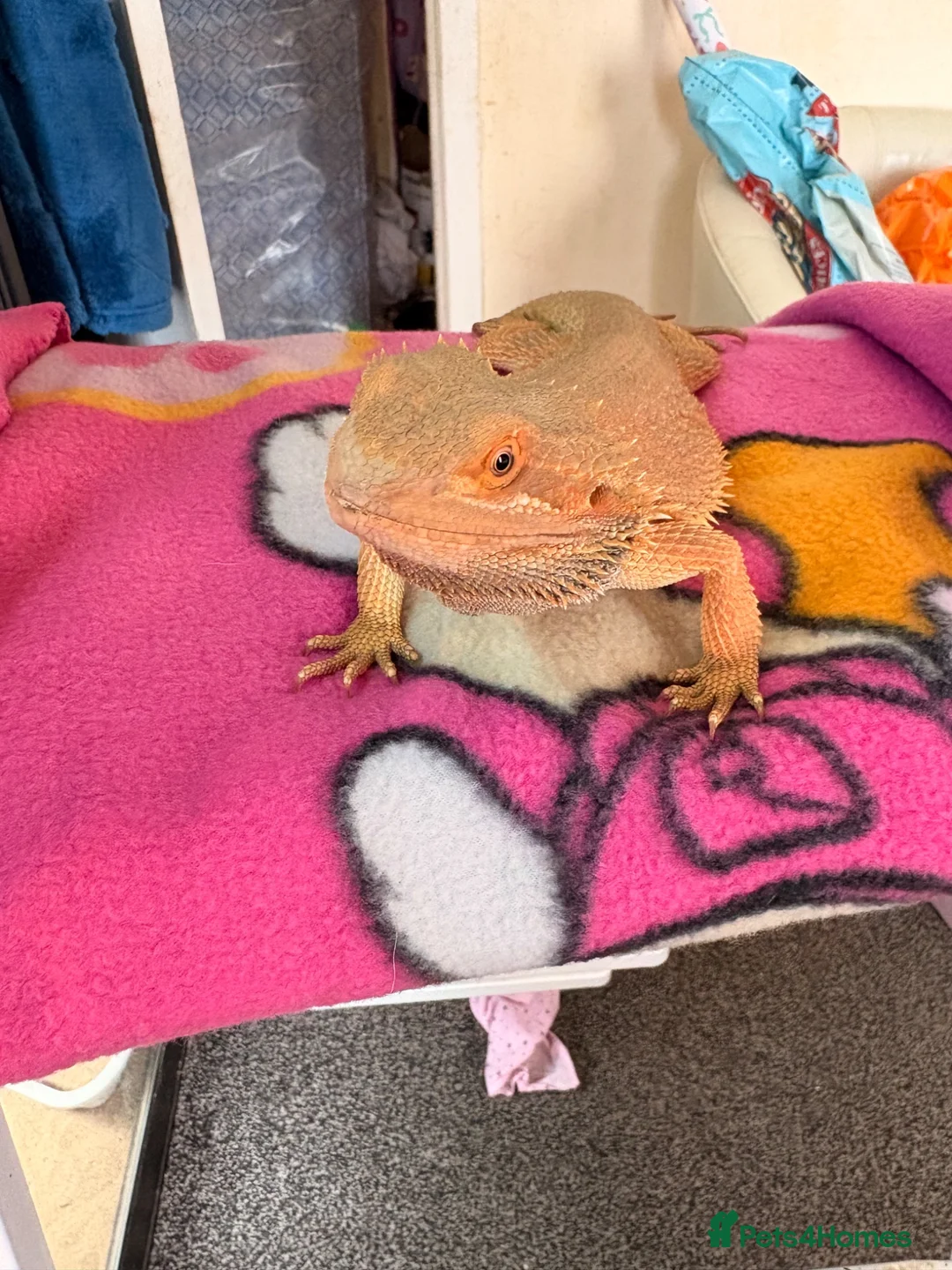 Bearded Dragon reptiles for sale: Citrus male bearded dragon - Advert 1