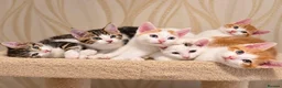 Mixed Breed cats for sale: 🐾 6 Adorable & Playful Kittens - 1 Girl & 5 Boys - Advert 26