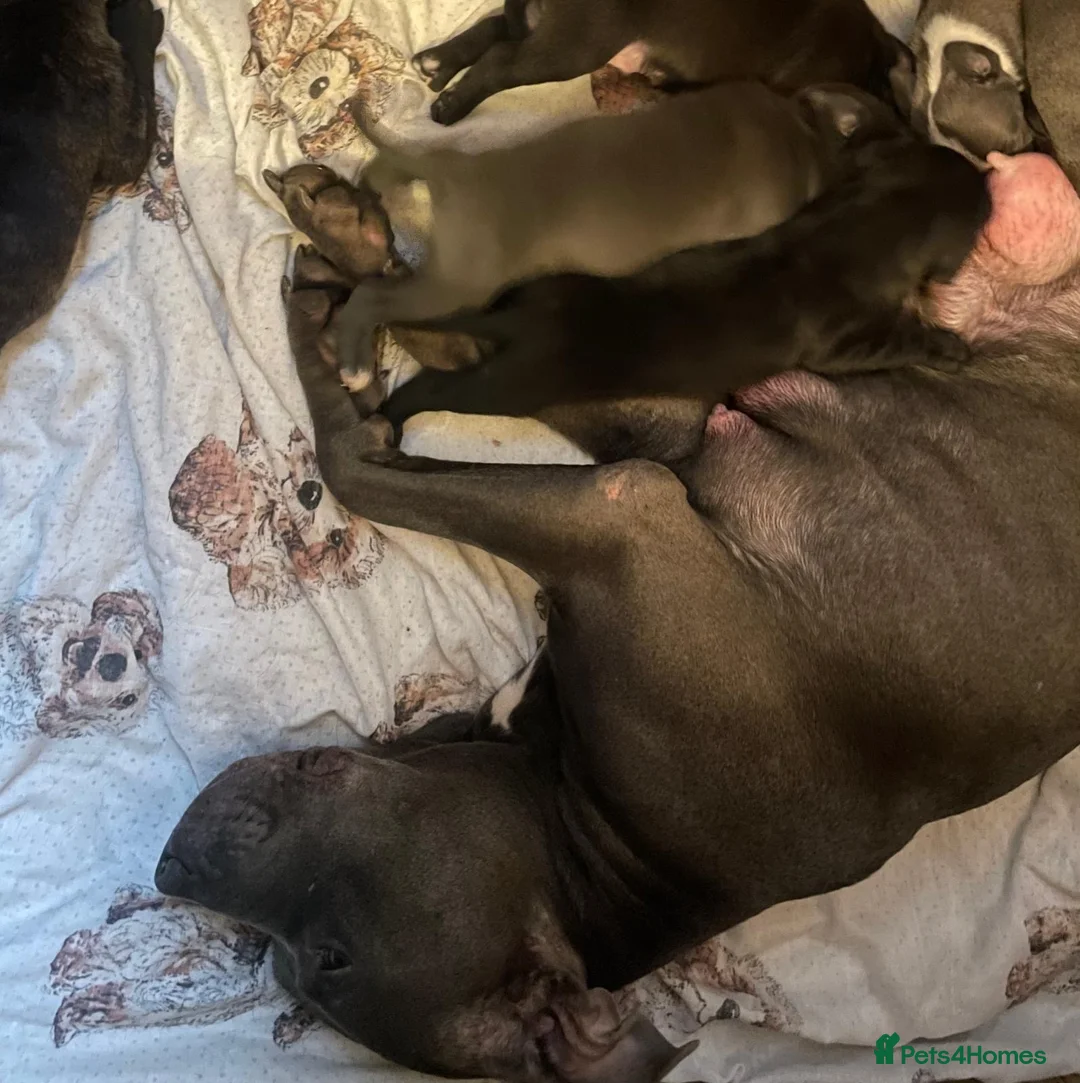 Staffordshire Bull Terrier dogs for sale: Stunning “original blue blood” Staffy pups *rare* - Advert 5