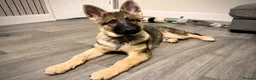 German Shepherd dogs for sale: 4.5 month old male German Shephard - Advert 17