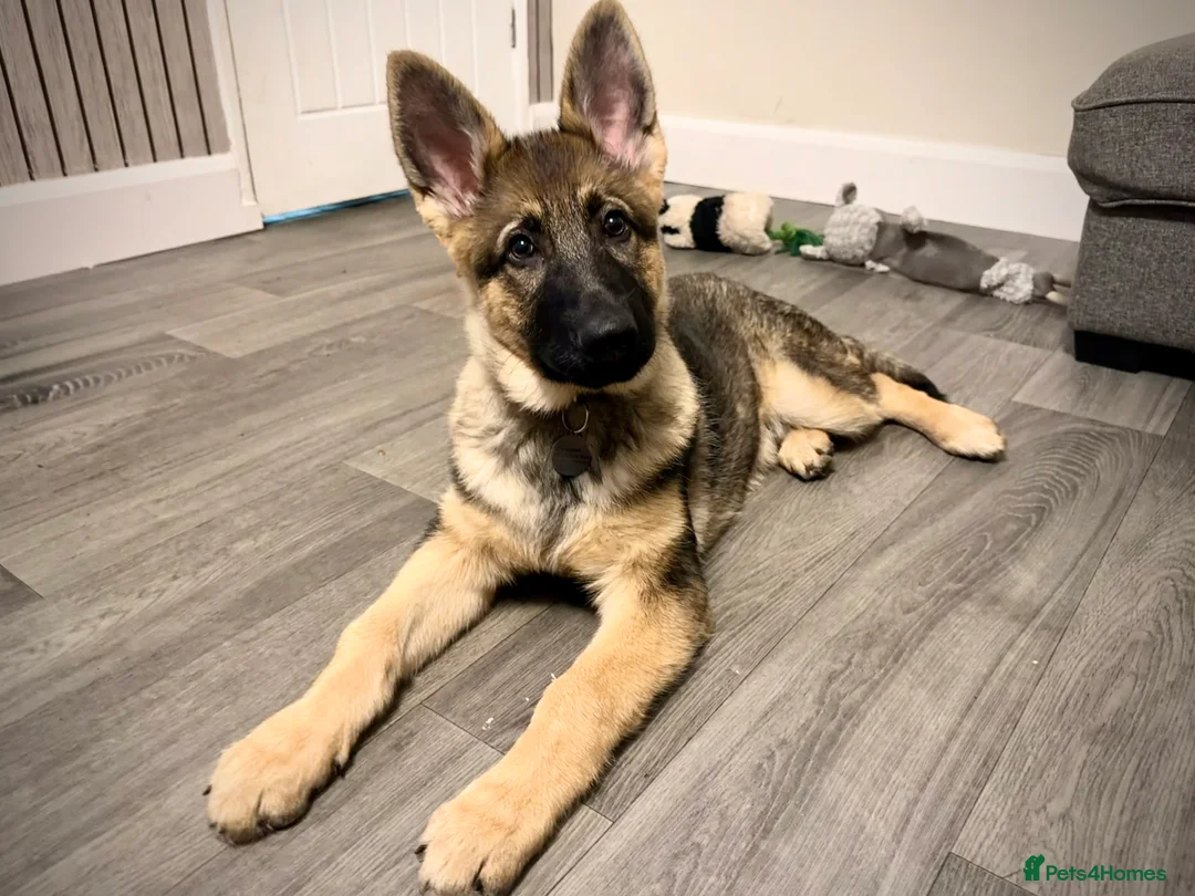 German Shepherd dogs for sale: 4.5 month old male German Shephard - Advert 17