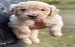 Golden Retriever dogs for sale: Beautiful Chunky Goldie’s  - Image 7