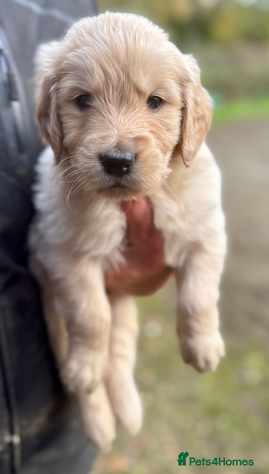 Golden Retriever dogs for sale: Beautiful Chunky Goldie’s  - Image 7