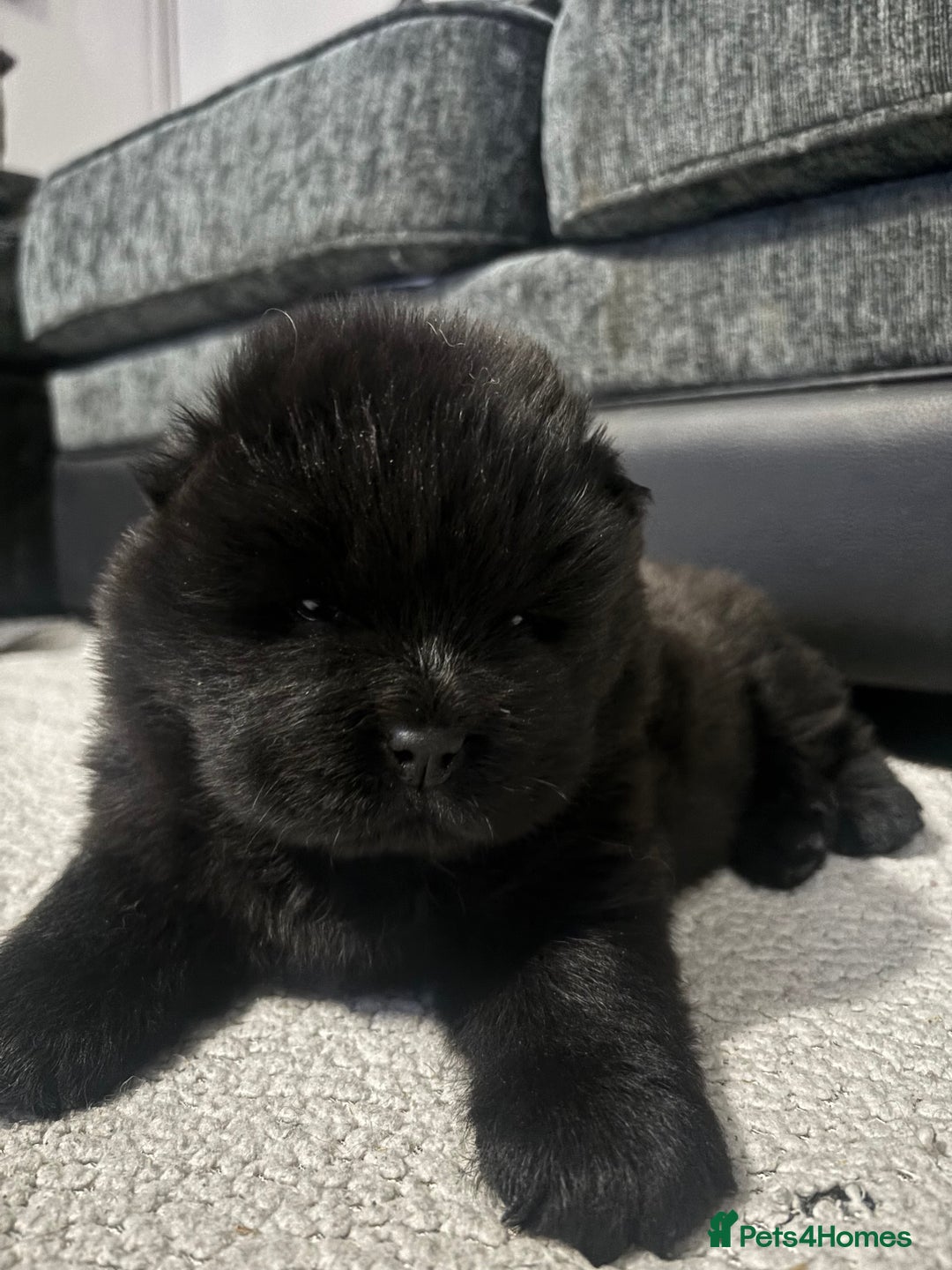 Chow Chow dogs for sale: Chow chow pups SMOOTH and FlUFFY coats  - Advert 8