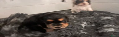 Cocker Spaniel 3