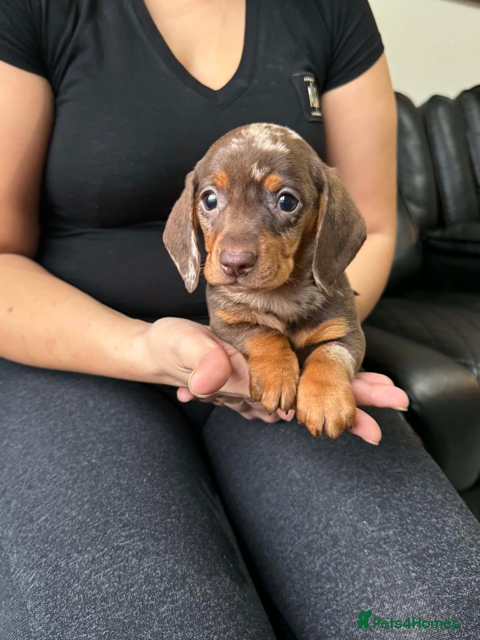 Dachshund dogs Miniature Dachshund puppies - Advert 4