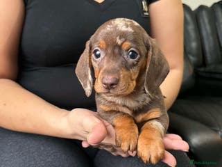 Dachshund dogs Miniature Dachshund puppies - Advert 4