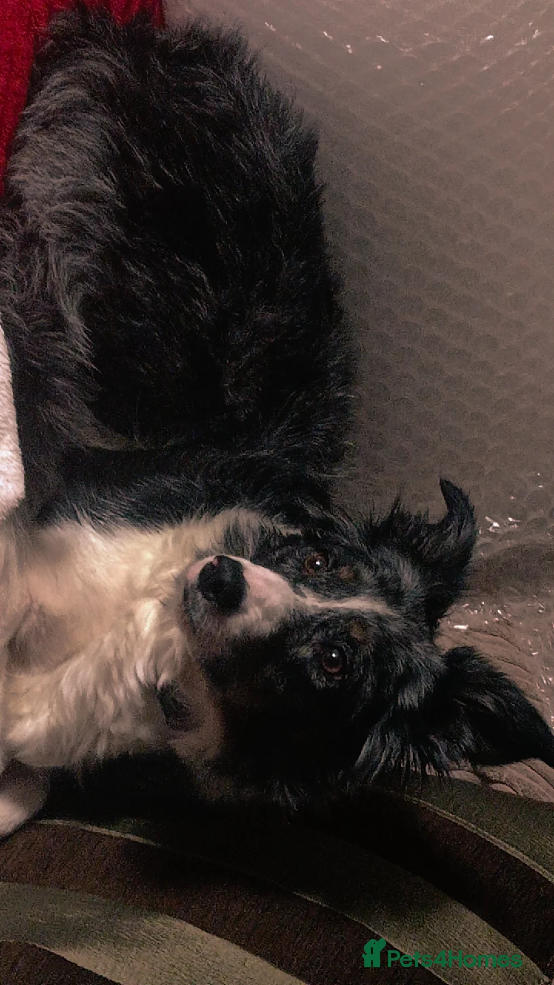 Border Collie dogs for sale: Female border collie for sale  - Advert 2