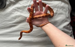 Corn Snake reptiles for sale: Corn snake very friendly  - Advert 2