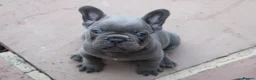 French Bulldog dogs for sale: French bulldog frenchies pups - Advert 16