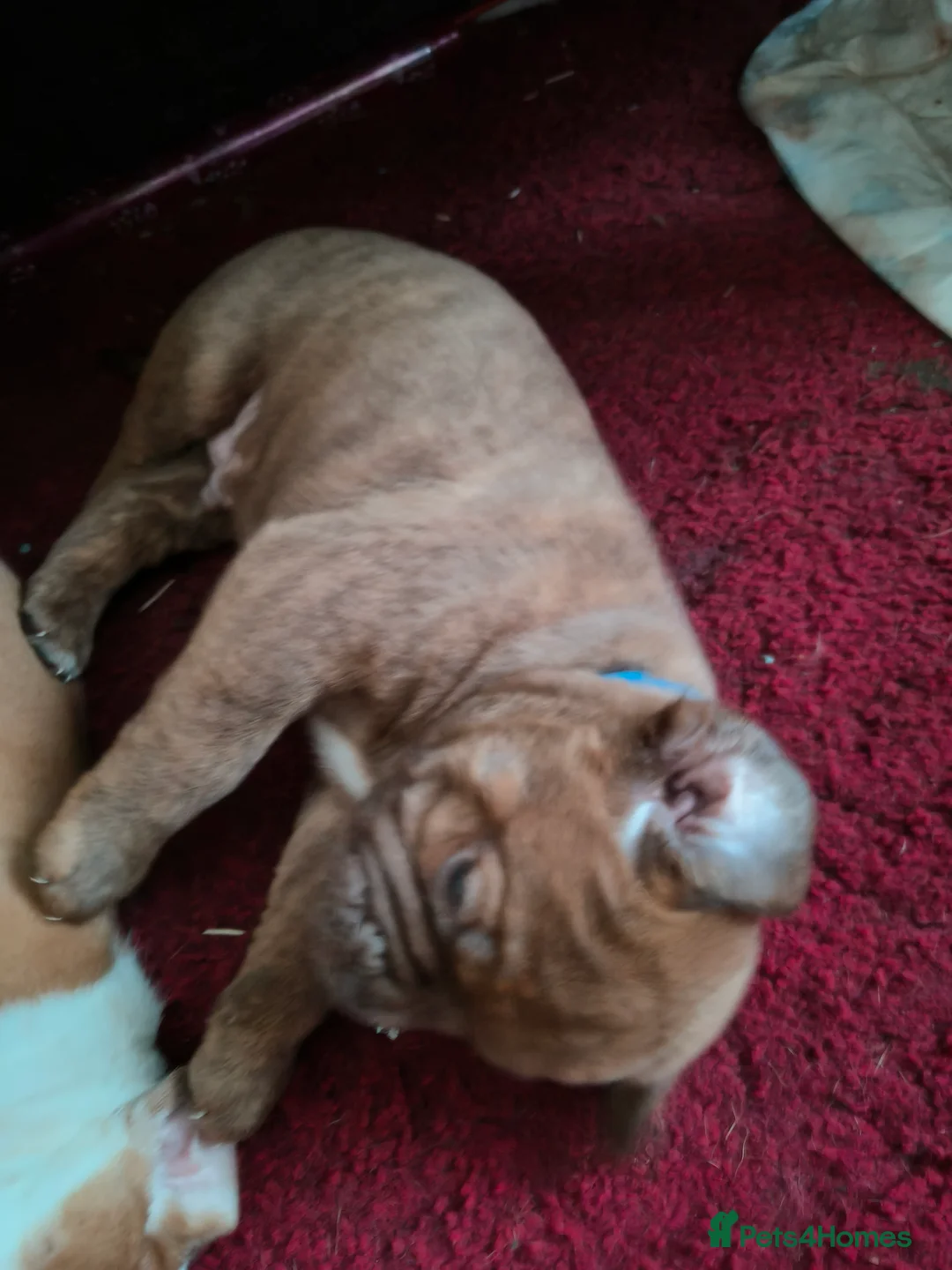 Mixed Breed dogs for sale: Dogue de bordeaux cross old time english bulldog in Newcastle upon Tyne - Advert 8