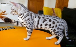 Bengal cats for sale: Exceptional Silver Rosetted Boy Available  - Advert 15