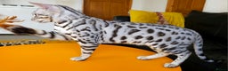 Bengal cats for sale: Exceptional Silver Rosetted Boy Available  - Advert 15
