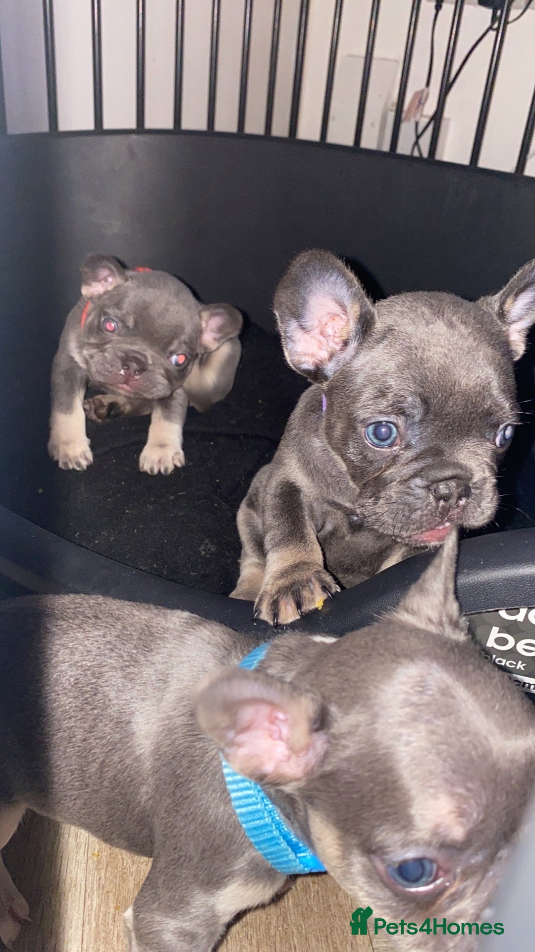French Bulldog dogs for sale: Female French Bulldogs  - Image 2