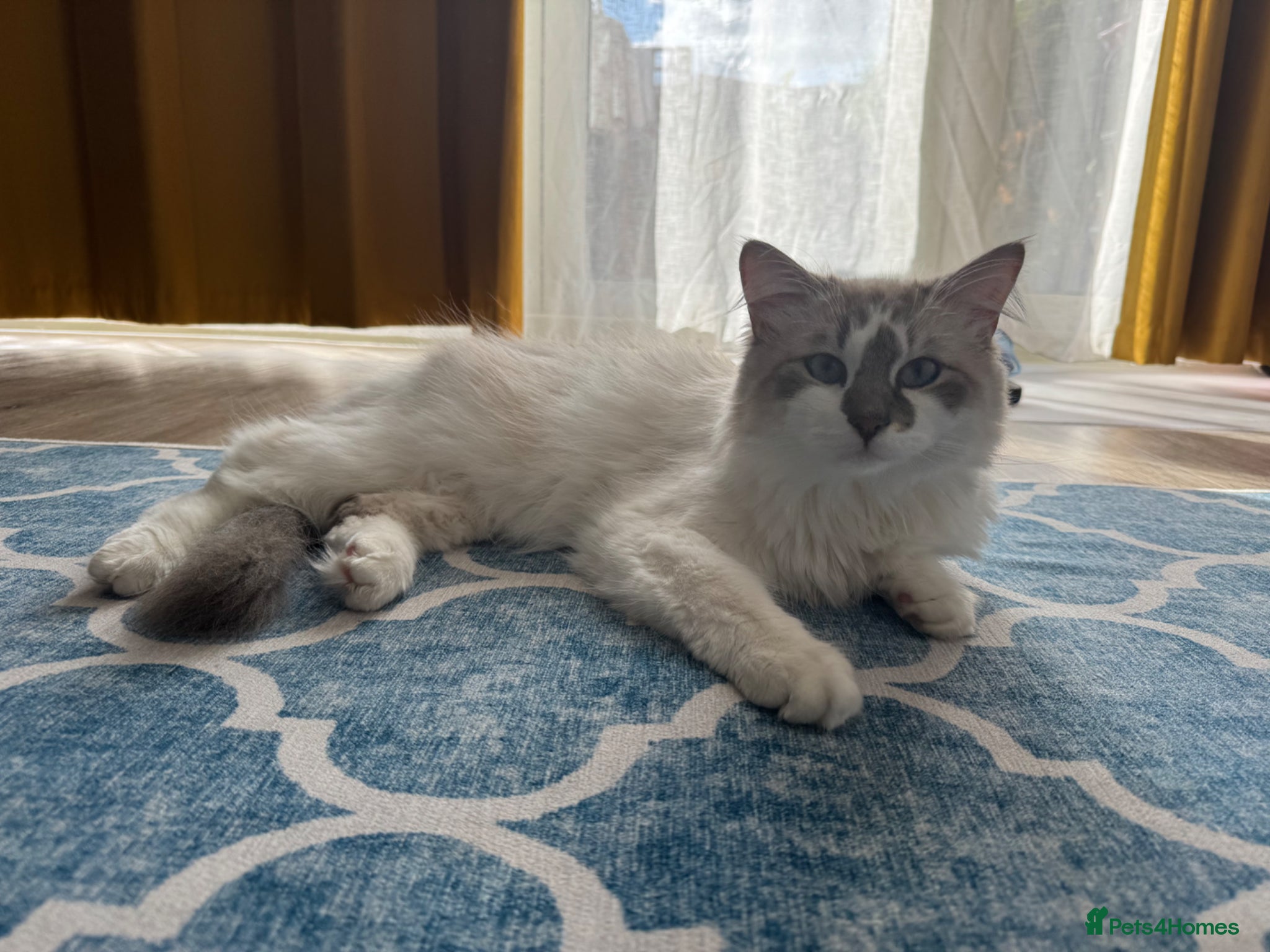 Siberian cats Lovely Siberian Male  - Advert 11
