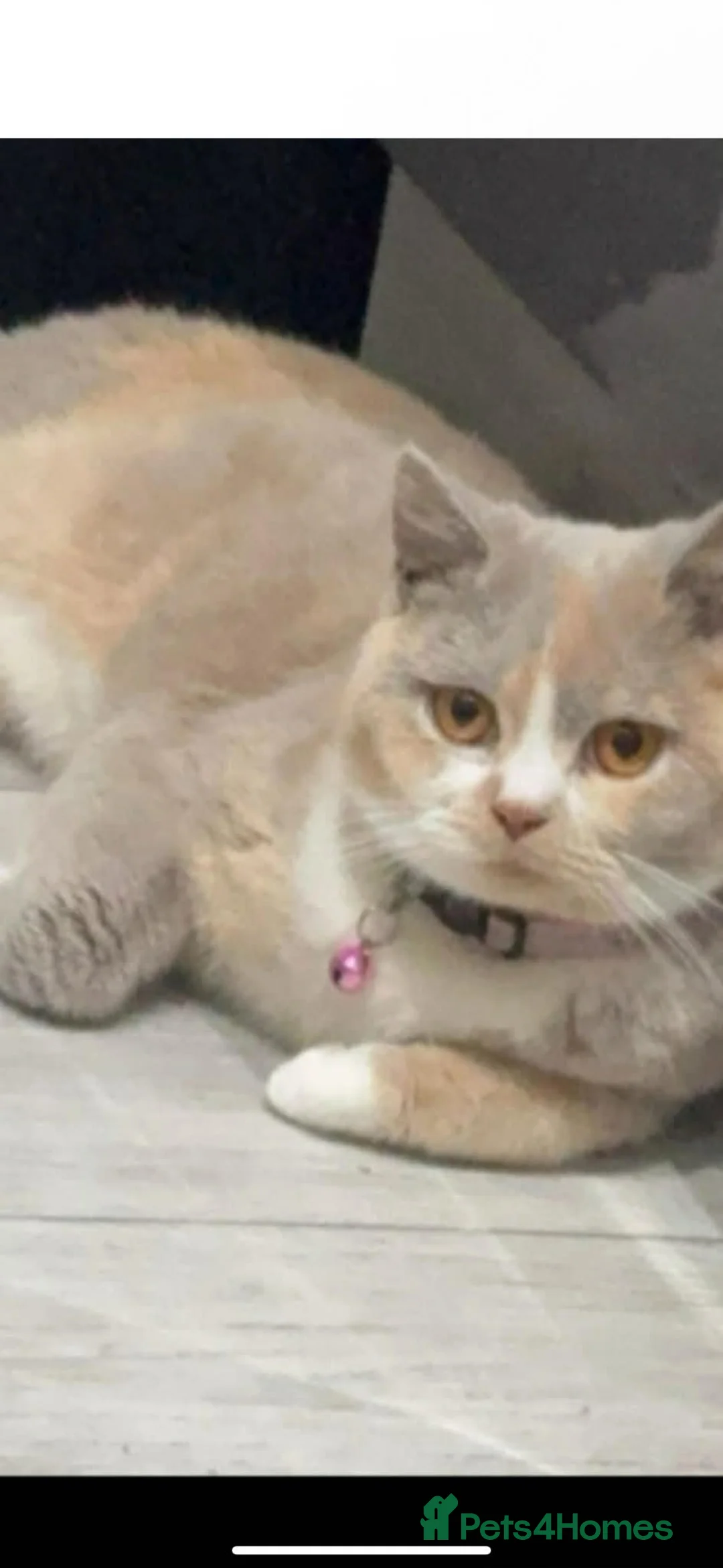 British Shorthair cats for sale: Two beautiful bsh baby boys left - Advert 8