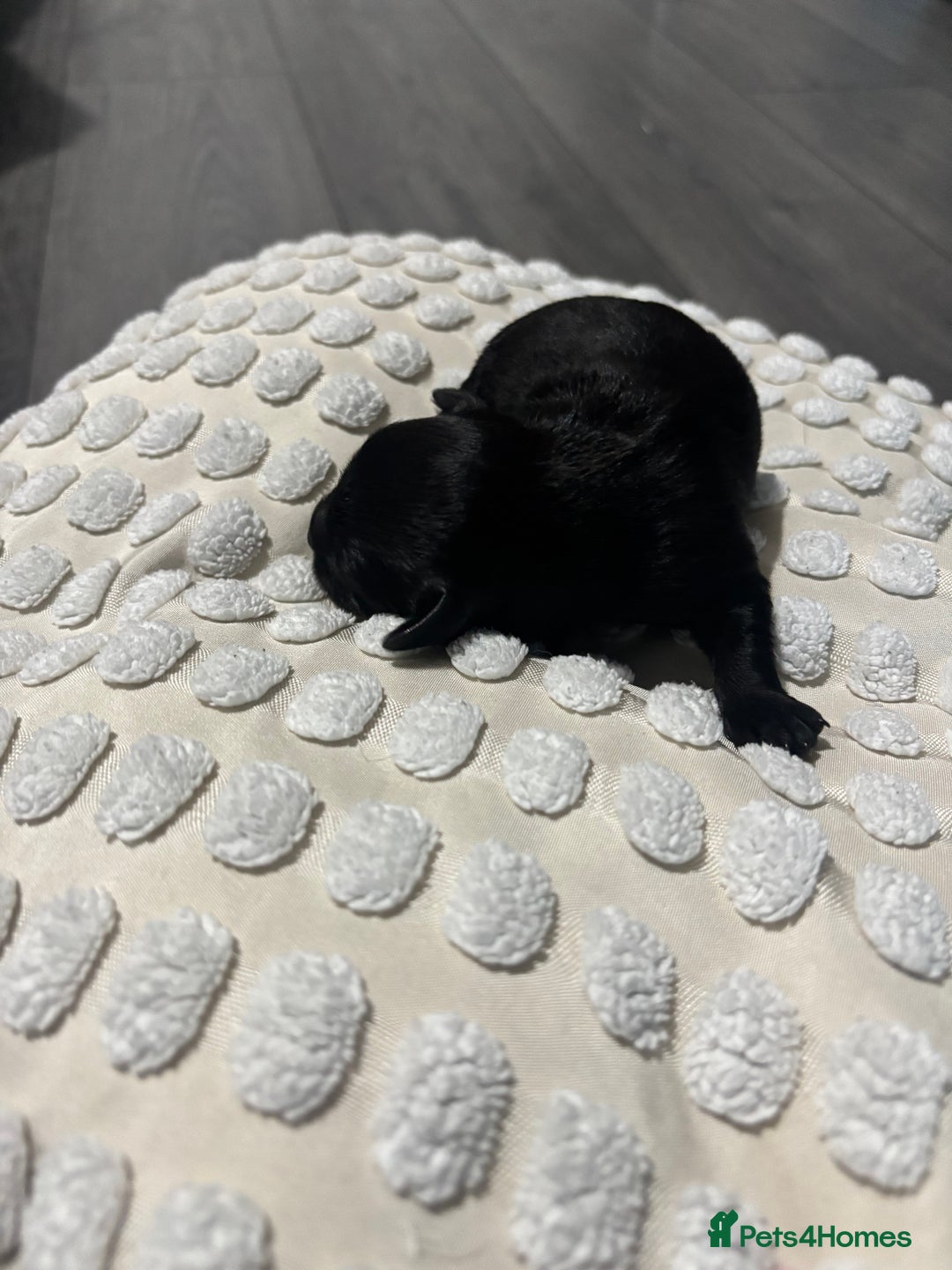 Mixed Breed dogs for sale: LAST PUPPY  PICK UP 12 Jan - Advert 17