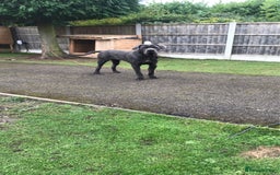 Cane Corso dogs for stud: Cane Corso male stud  - Image 12