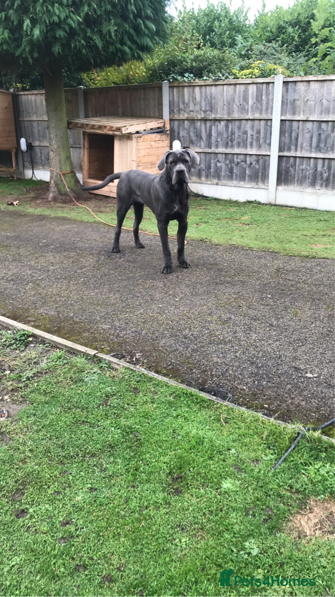Cane Corso dogs for stud: Cane Corso male stud  - Image 12