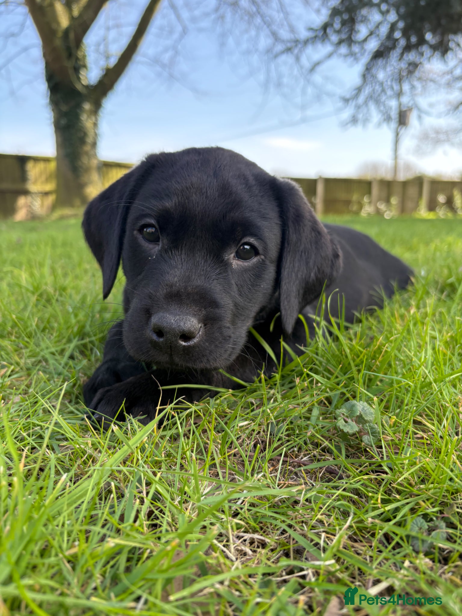 Labrador Retriever dogs Stunning Black KC reg Labrador Puppies - Advert 11