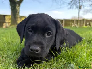 Labrador Retriever dogs Stunning Black KC reg Labrador Puppies - Advert 11