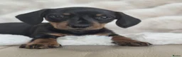 Miniature Dachshund dogs for sale: Monty the Miniature Dachshund  - Advert 19