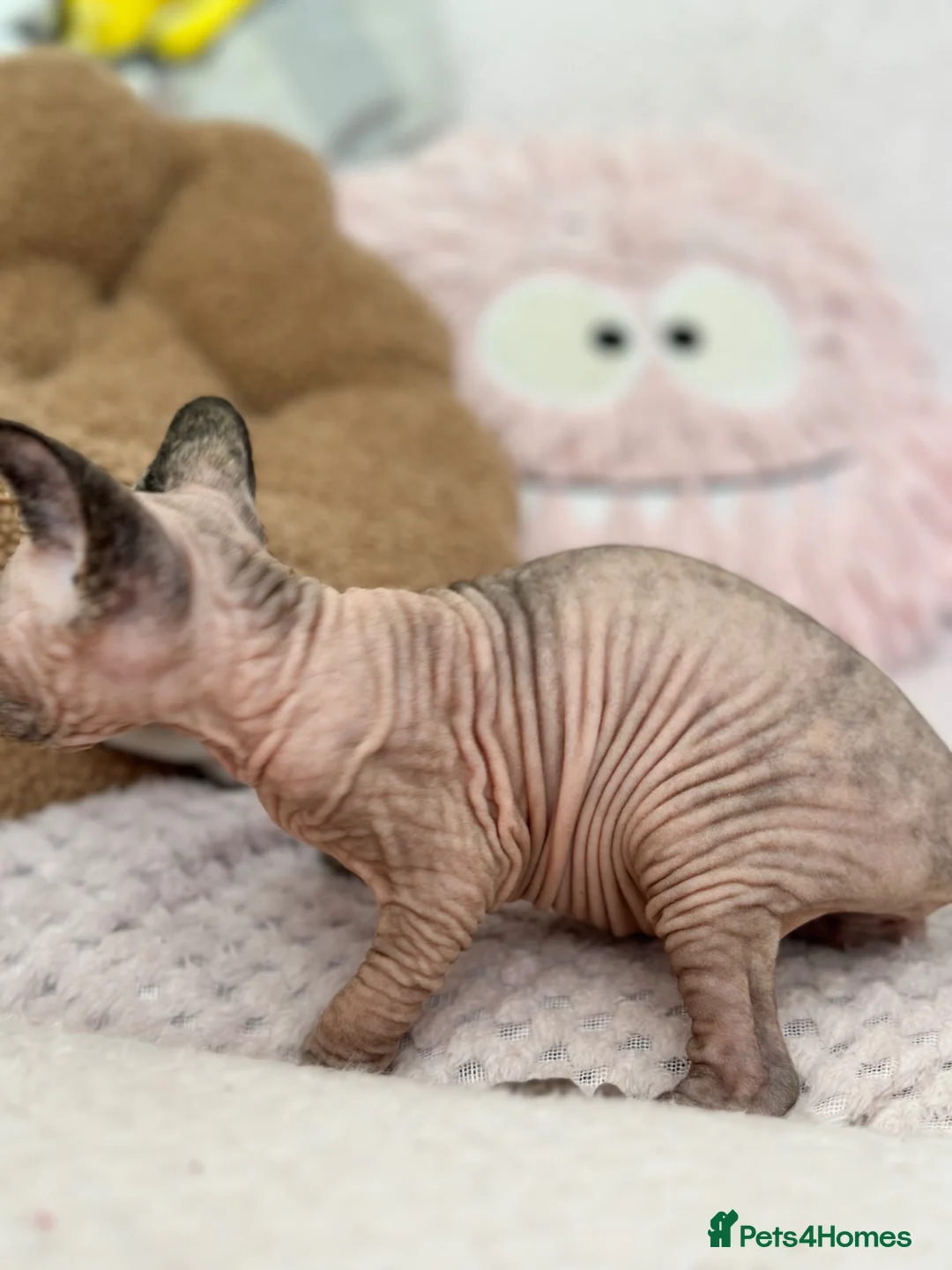 Sphynx cats for sale: Canadian sphynx kittens  - Advert 2
