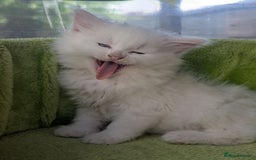 Mixed Breed cats for sale: Premium kittens for sale - Image 14