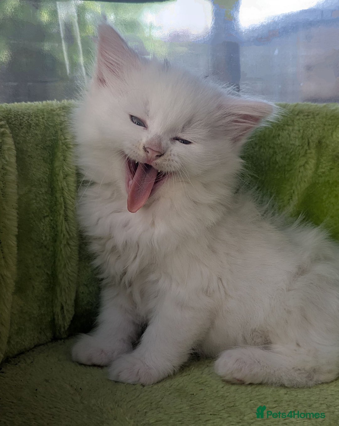 Mixed Breed cats for sale: Premium kittens for sale - Image 14