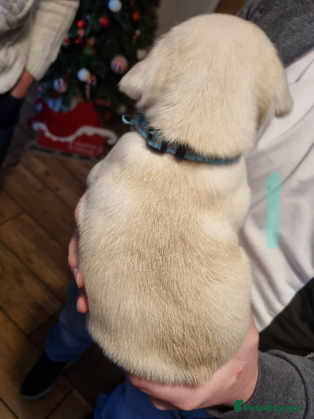 Pug dogs for sale: Pug puppies looking for furever homes - Advert 2