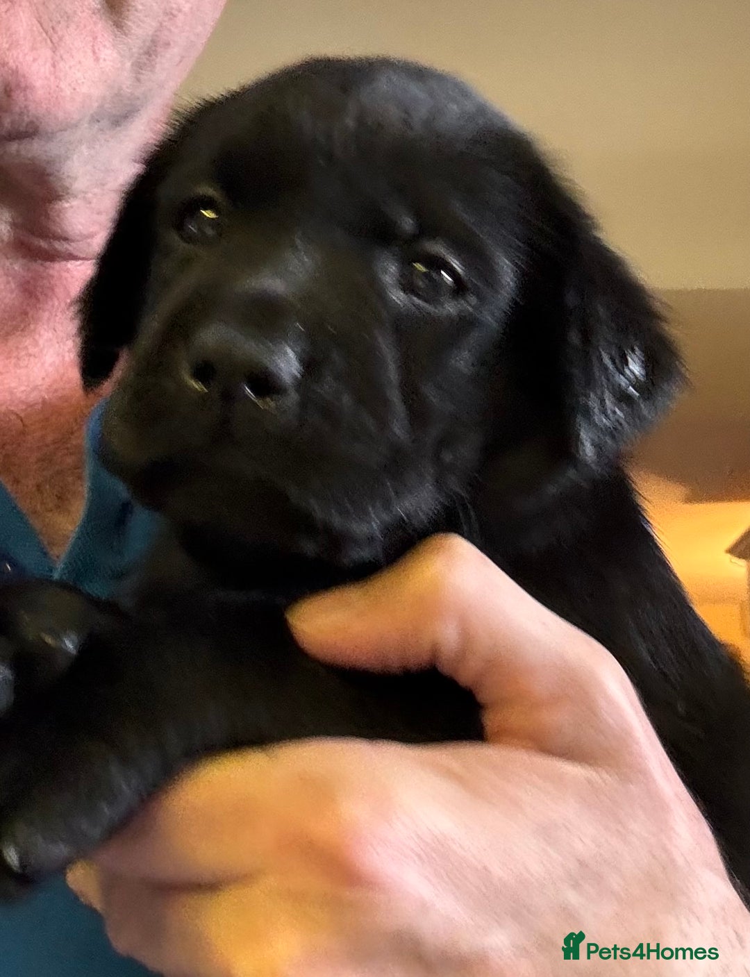 Labrador Retriever dogs for sale: Gorgeous Labrador Puppies - only 5 remaining!! - Image 21