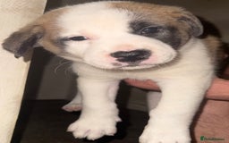 Mixed Breed dogs for sale: Akita Mix with Staffordshire Bull Terrier - Image 2