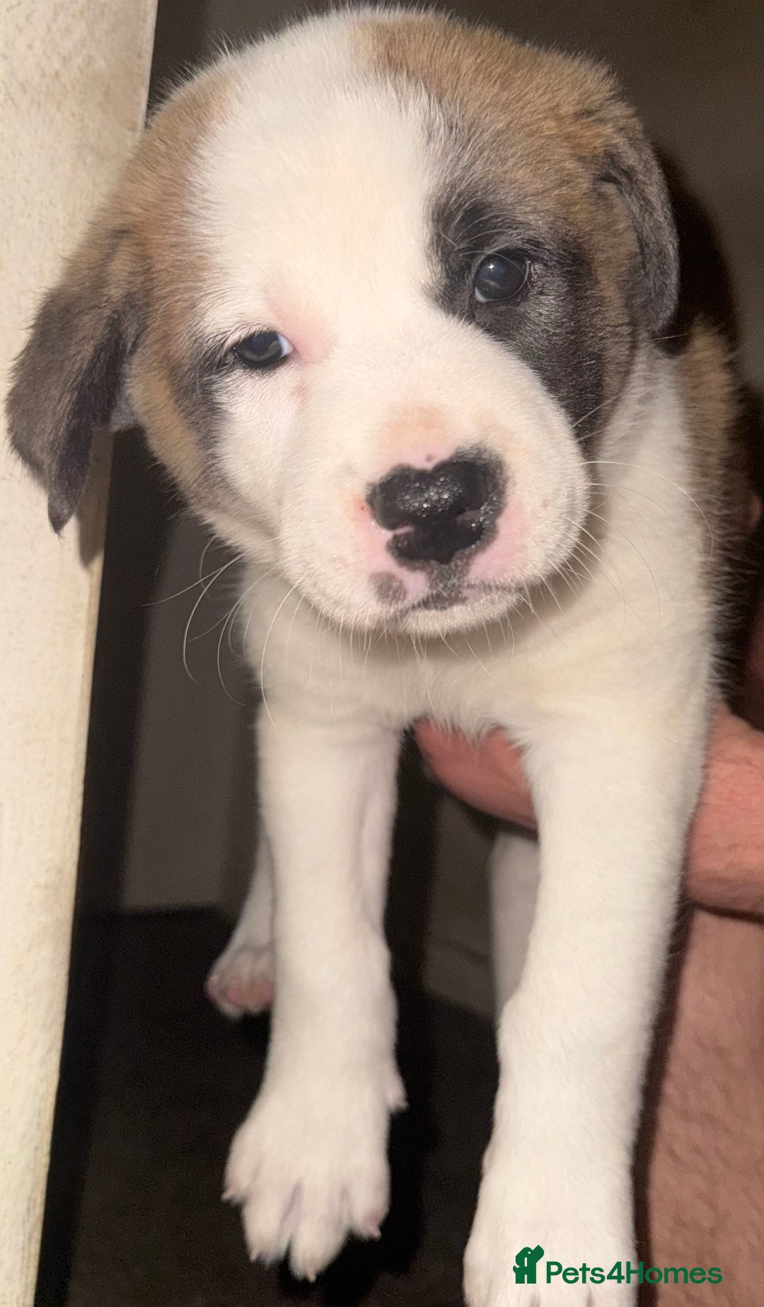 Mixed Breed dogs for sale: Akita Mix with Staffordshire Bull Terrier - Image 2