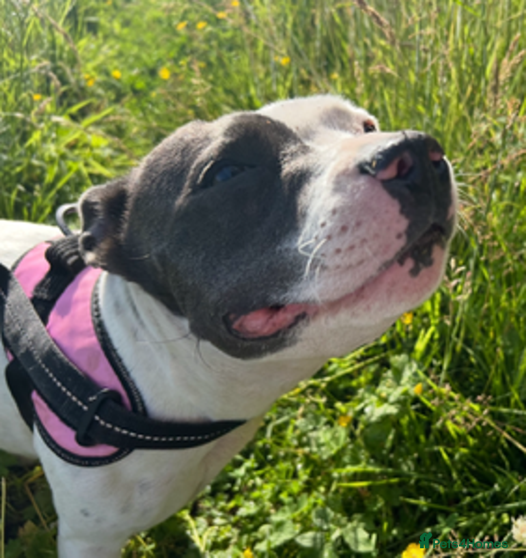 Staffordshire Bull Terrier dogs for sale: 2 beautiful blue/white staffy boys 💙🐾💙 - Advert 1