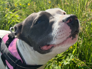 Staffordshire Bull Terrier dogs 2 beautiful blue/white staffy boys 💙🐾💙 - Advert 9