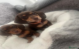 Miniature Dachshund dogs for sale: READY TO LEAVE. Family raised Miniature Dachshunds - Image 4