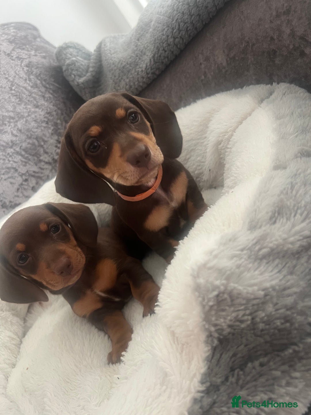Miniature Dachshund dogs for sale: READY TO LEAVE. Family raised Miniature Dachshunds - Image 4