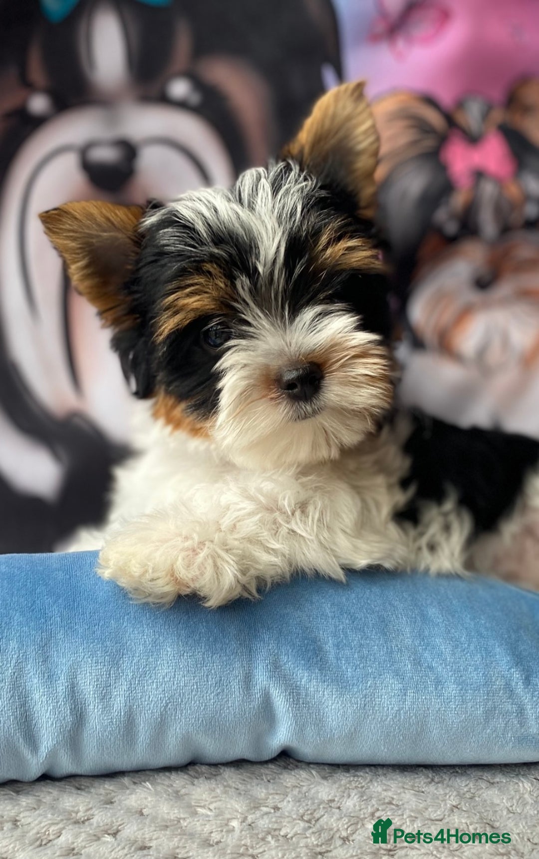 Yorkshire Terrier dogs for sale: Beautiful very small xxxs Biewer Yorkshire Terrier - Image 35